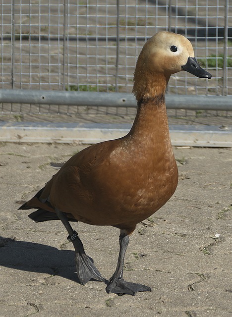 是否能在压